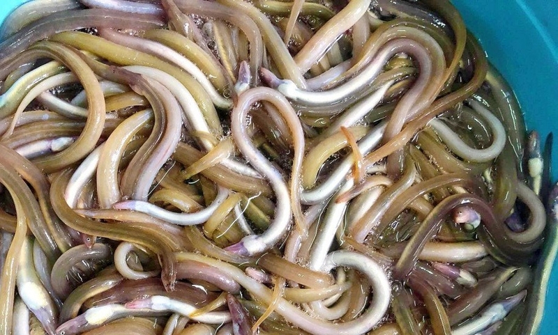 Cá đũa tươi – đặc sản miền Tây Nam Bộ