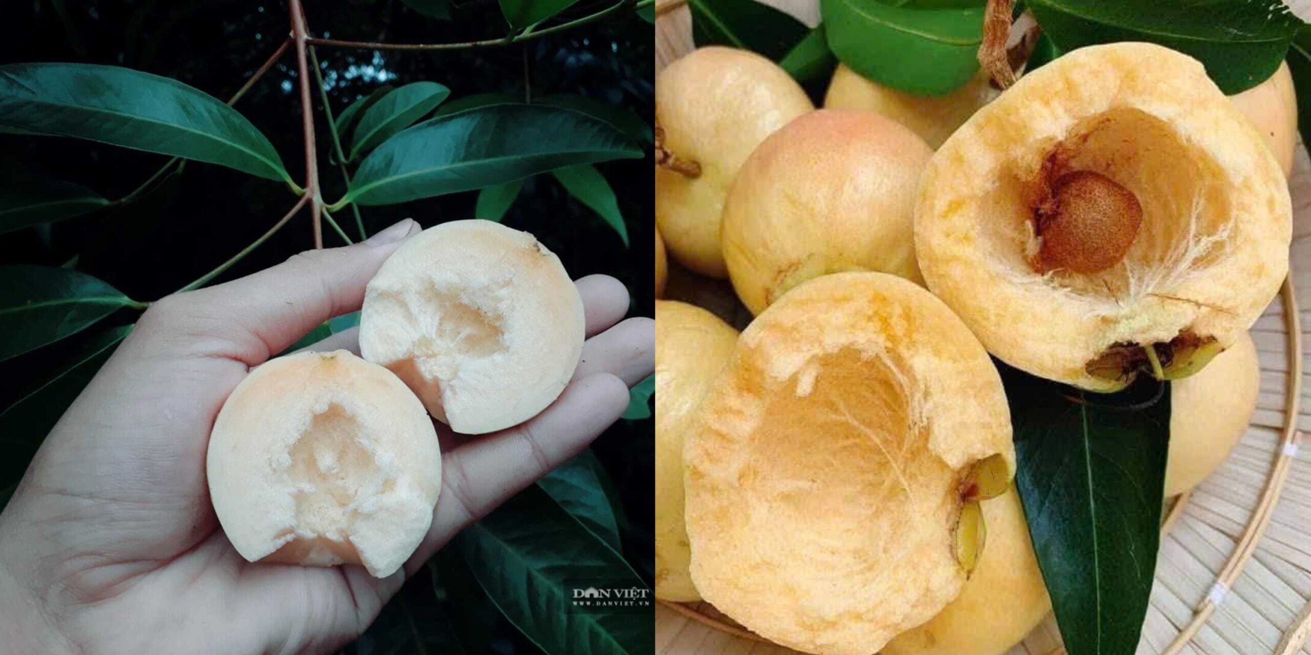 trái lý non màu trắng và trái lý chín vàng