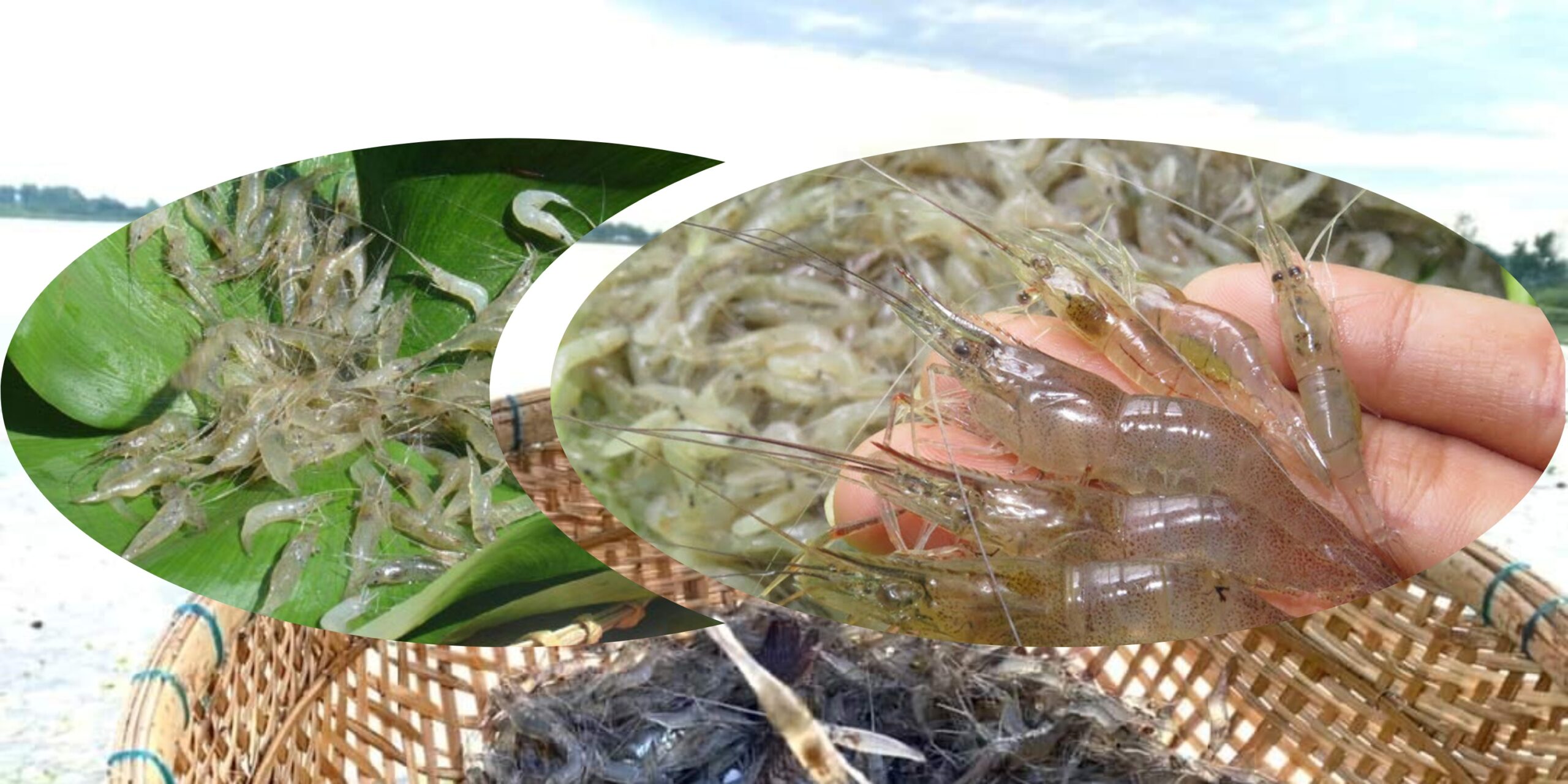 rổ tép rong tươi miền Tây