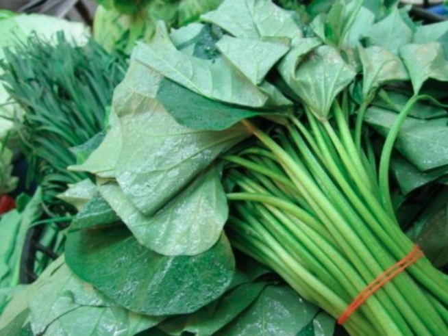 la-khoai-lang-tuoi-xanh