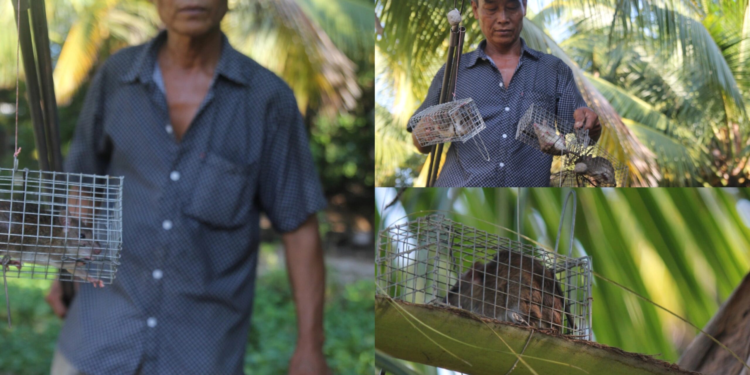 nguoi dan bat chuot dua tren ngon dua