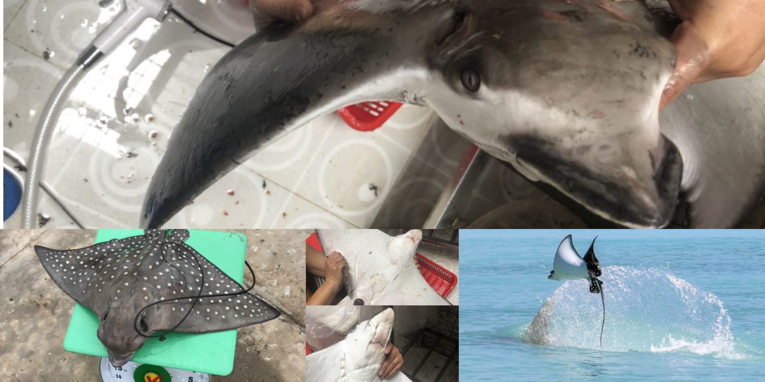 Cá ó sao có da đen và đốm trắng đặc trưng, đặc sản biển Gò Công.