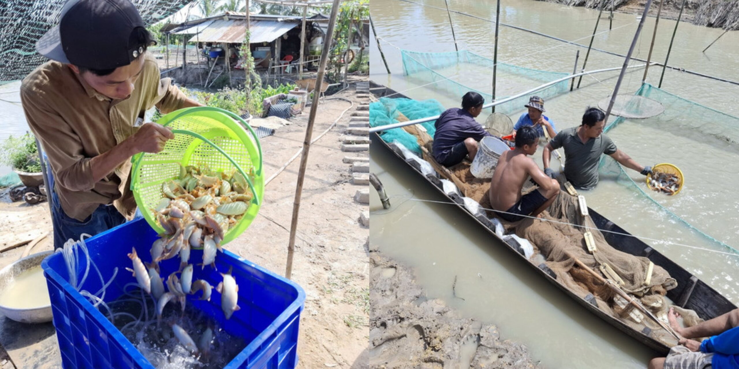 Thu hoạch cá heo miền Tây trong mùa nước nổi tại xã Tân Mỹ, huyện Thanh Bình, Đồng Tháp. (Nguồn ảnh Nguyễn Văn Trí/TTXVN)