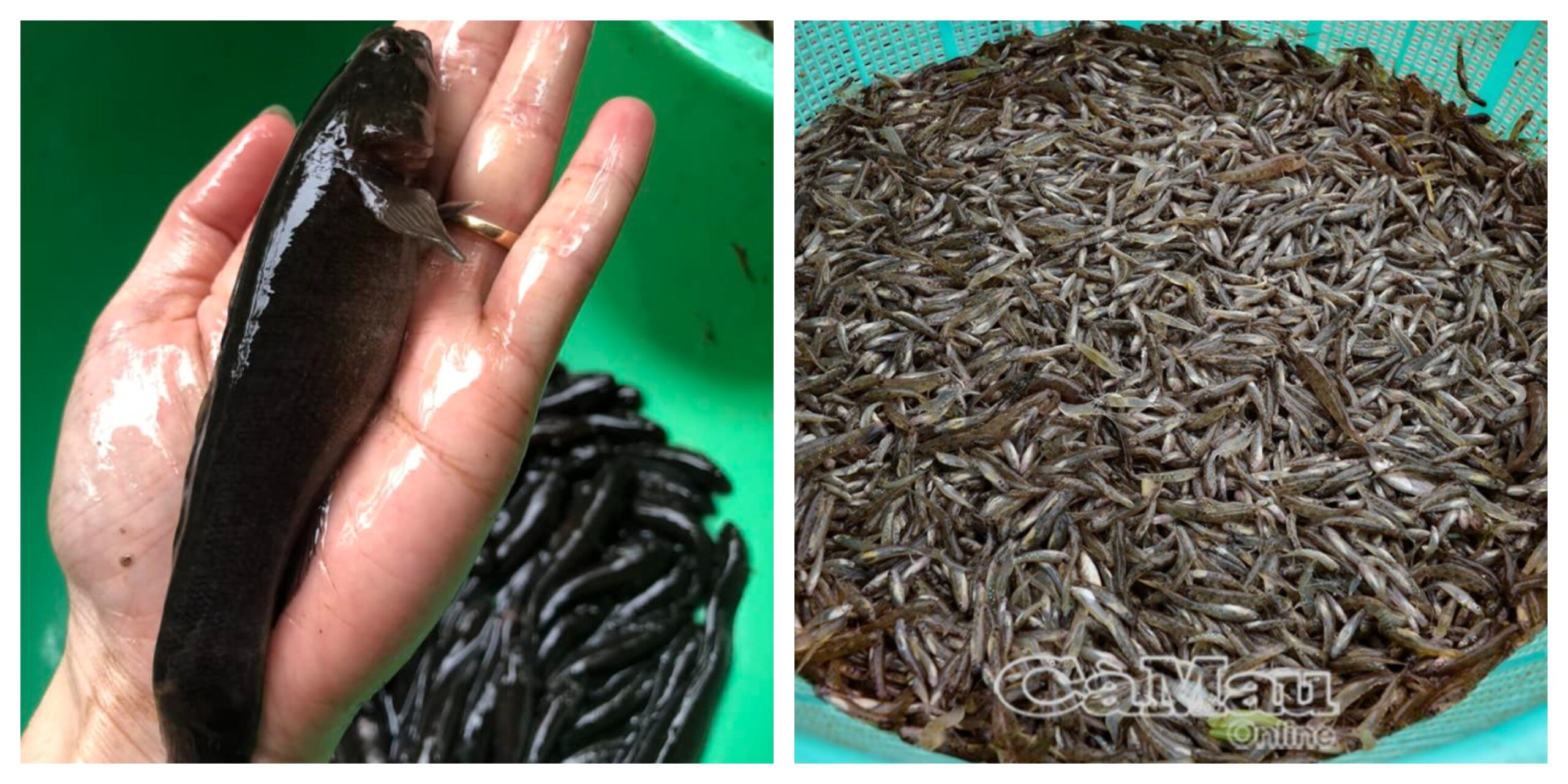 Cá bống đặc sản miền Tây Bến Tre và Cà Mau