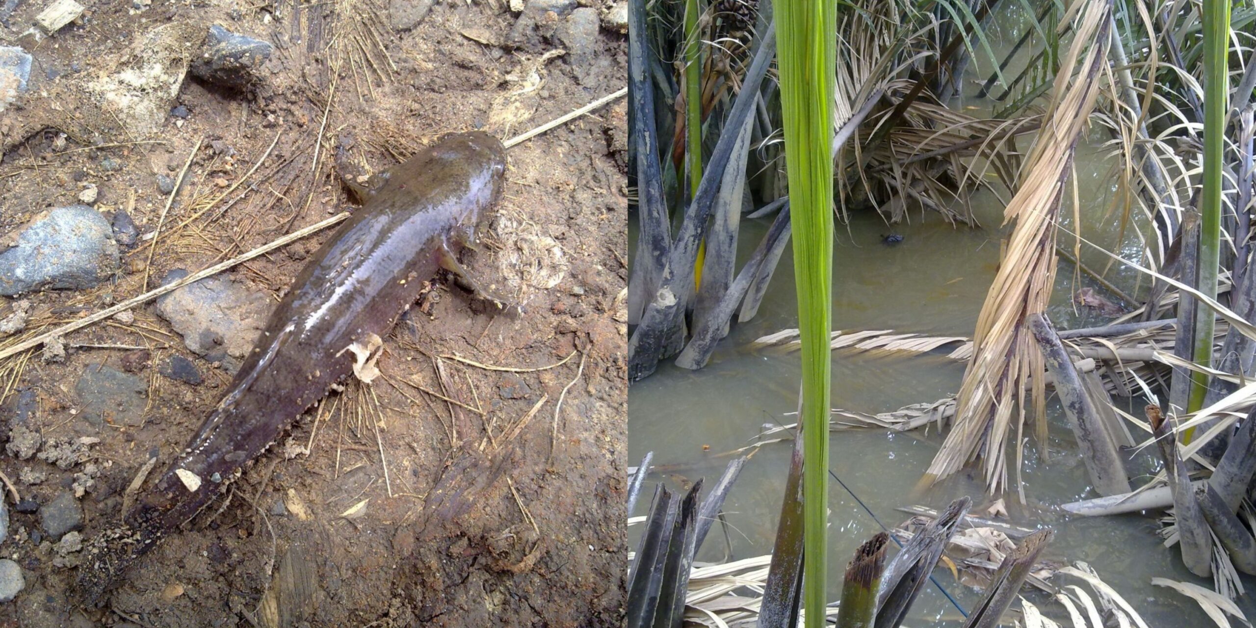 Cá bống dừa Bến Tre trong rừng dừa nước