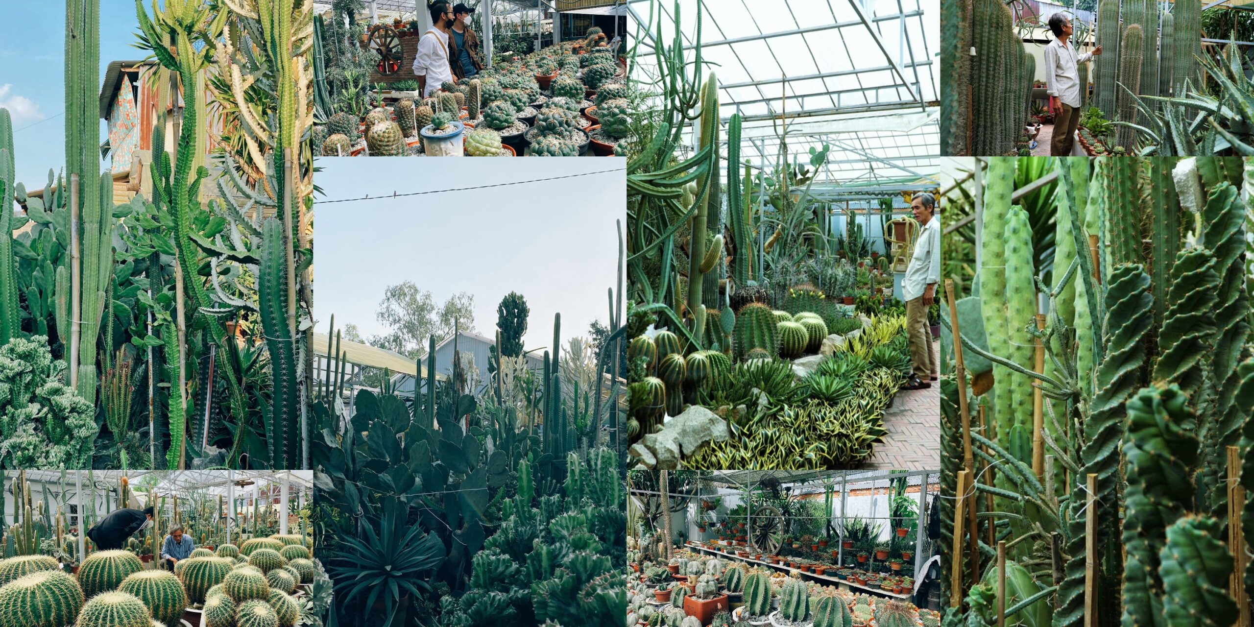 vườn xương rồng miền Tây với nhiều chủng loại độc đáo