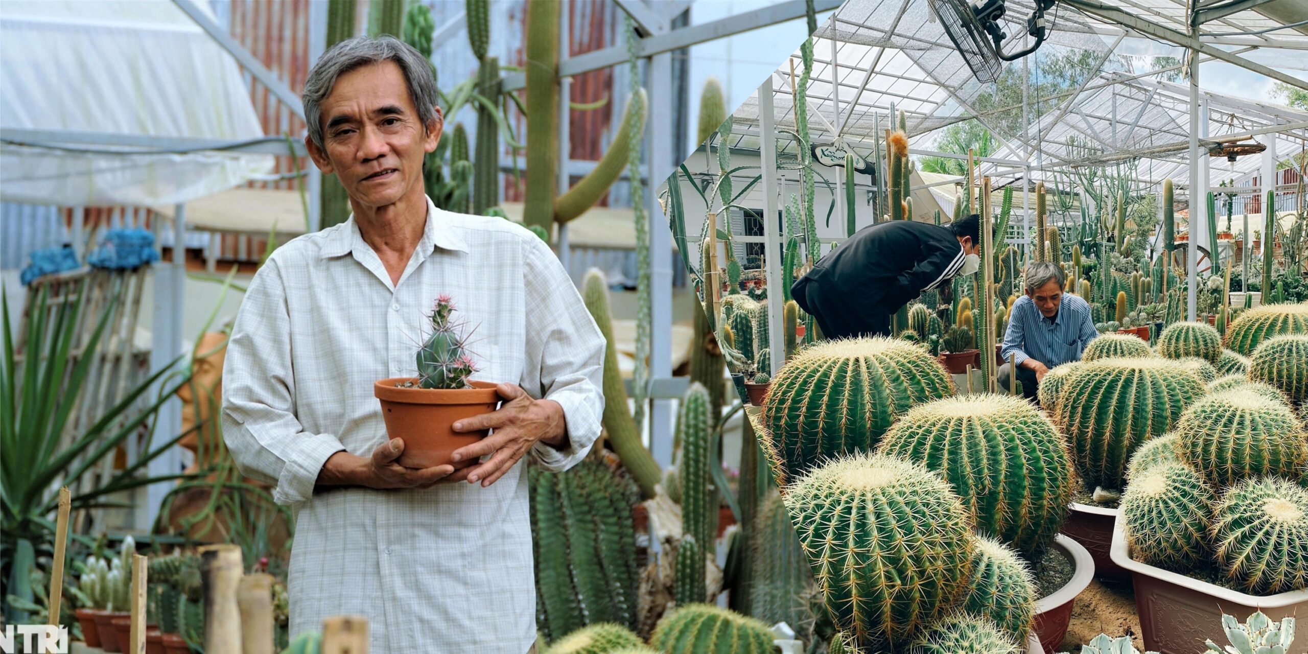 người trồng xương rồng miền Tây chia sẻ kinh nghiệm chăm sóc, ông Giác trở thành cố vấn thiết kế cảnh quan từ xương rồng cho chuỗi khu du lịch Vinpearl Nha Trang, Phú Quốc...