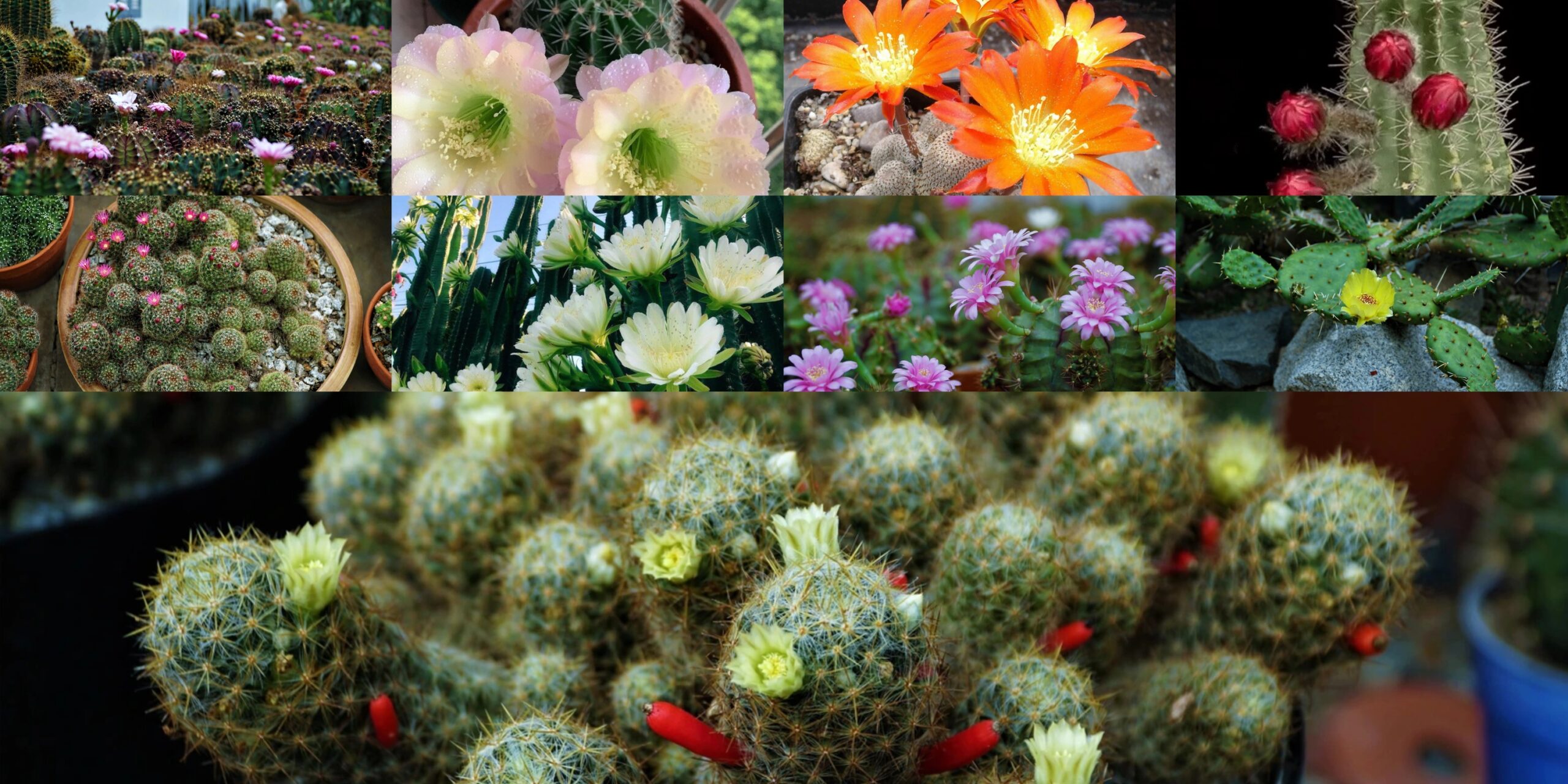 hoa xương rồng nở đẹp tại vườn miền Tây