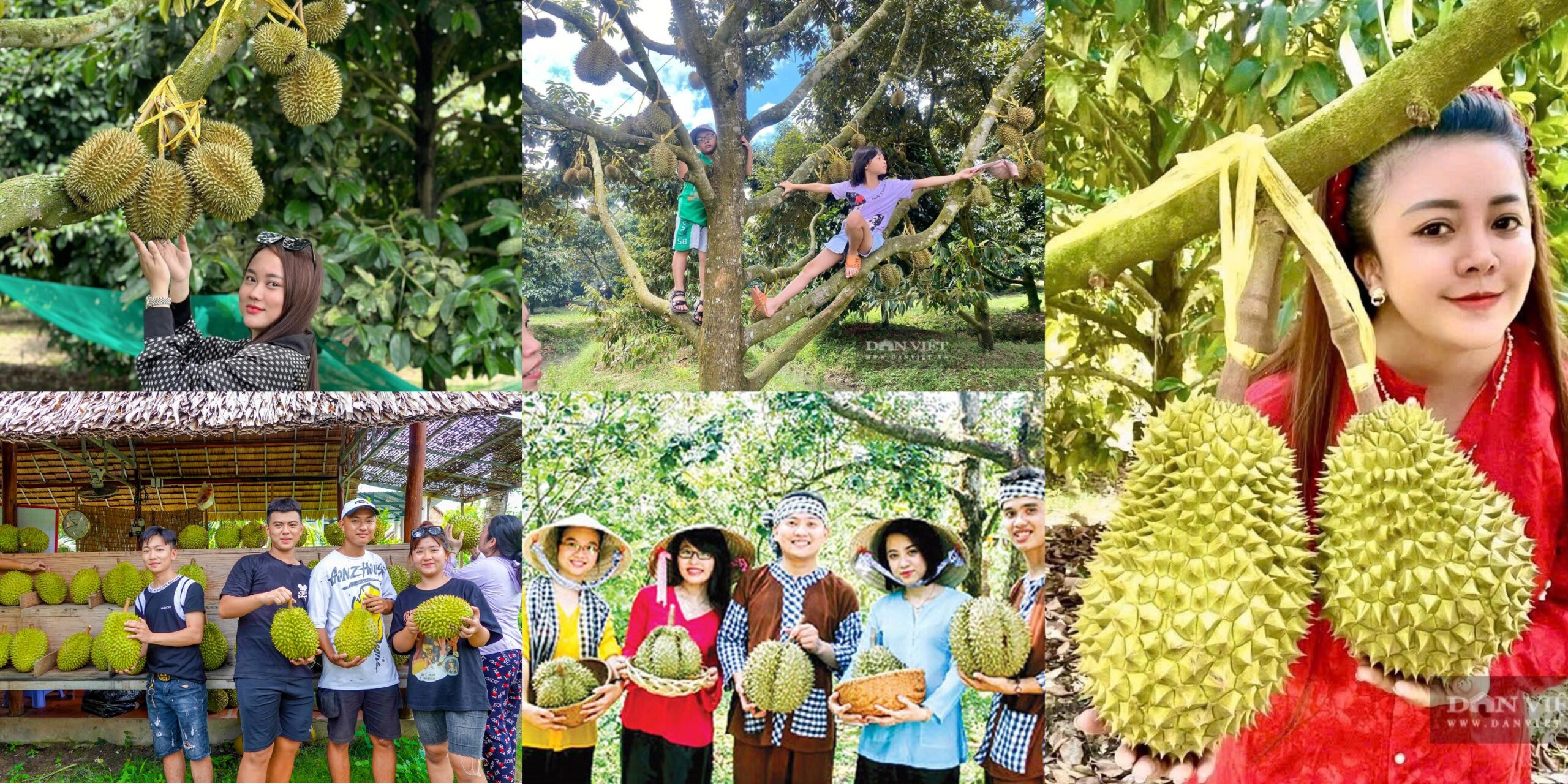 du lịch sầu riêng miền Tây tại vườn