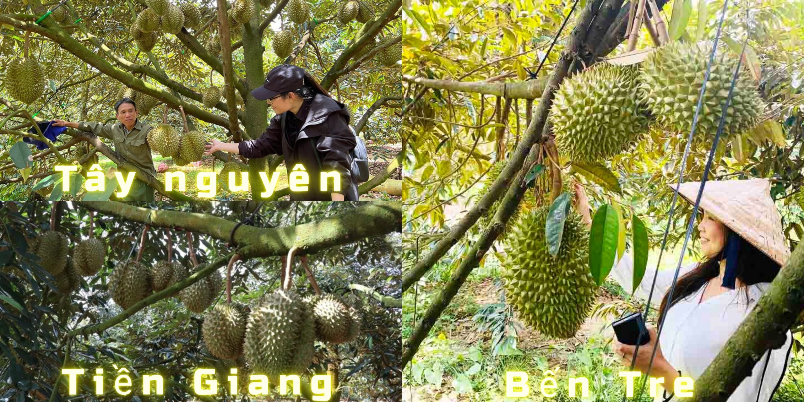 vùng trồng sầu riêng nổi tiếng tại Việt Nam