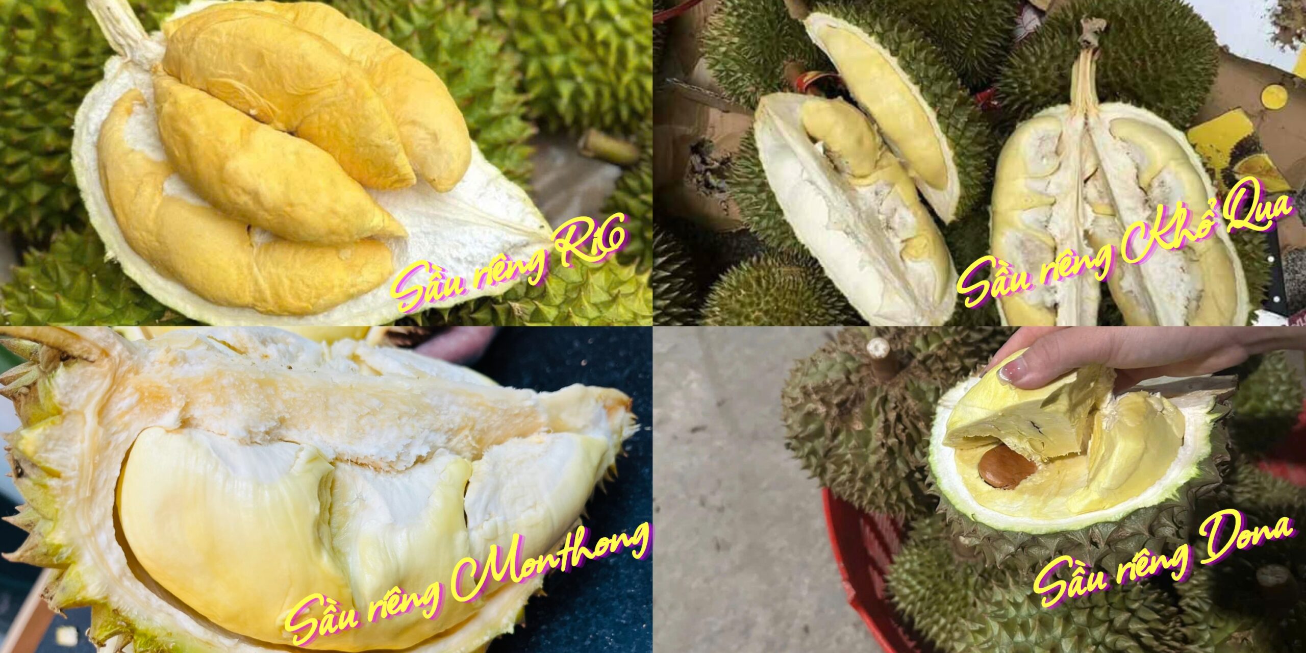 các loại sầu riêng phổ biến ở Việt Nam