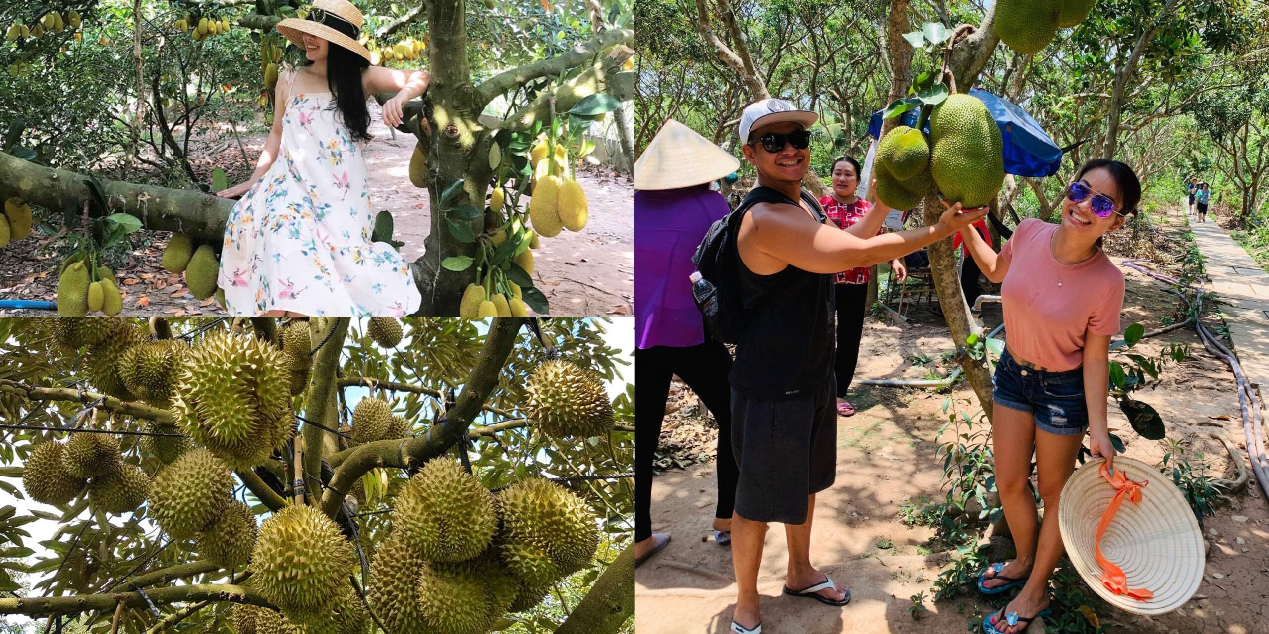 sầu riêng và mít vườn Thới Sơn