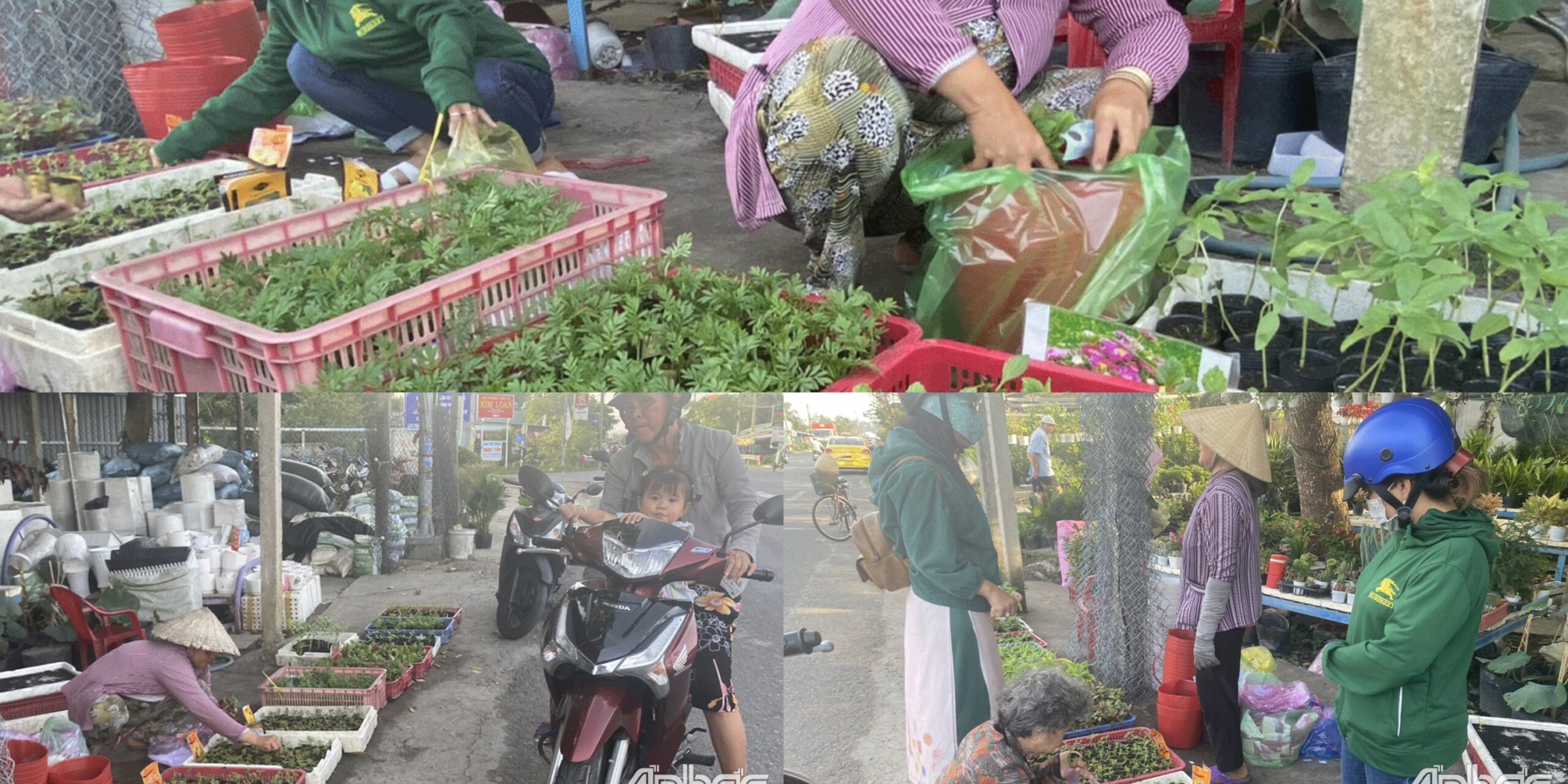 Người dân mua cây giống hoa Tết ươm sẵn