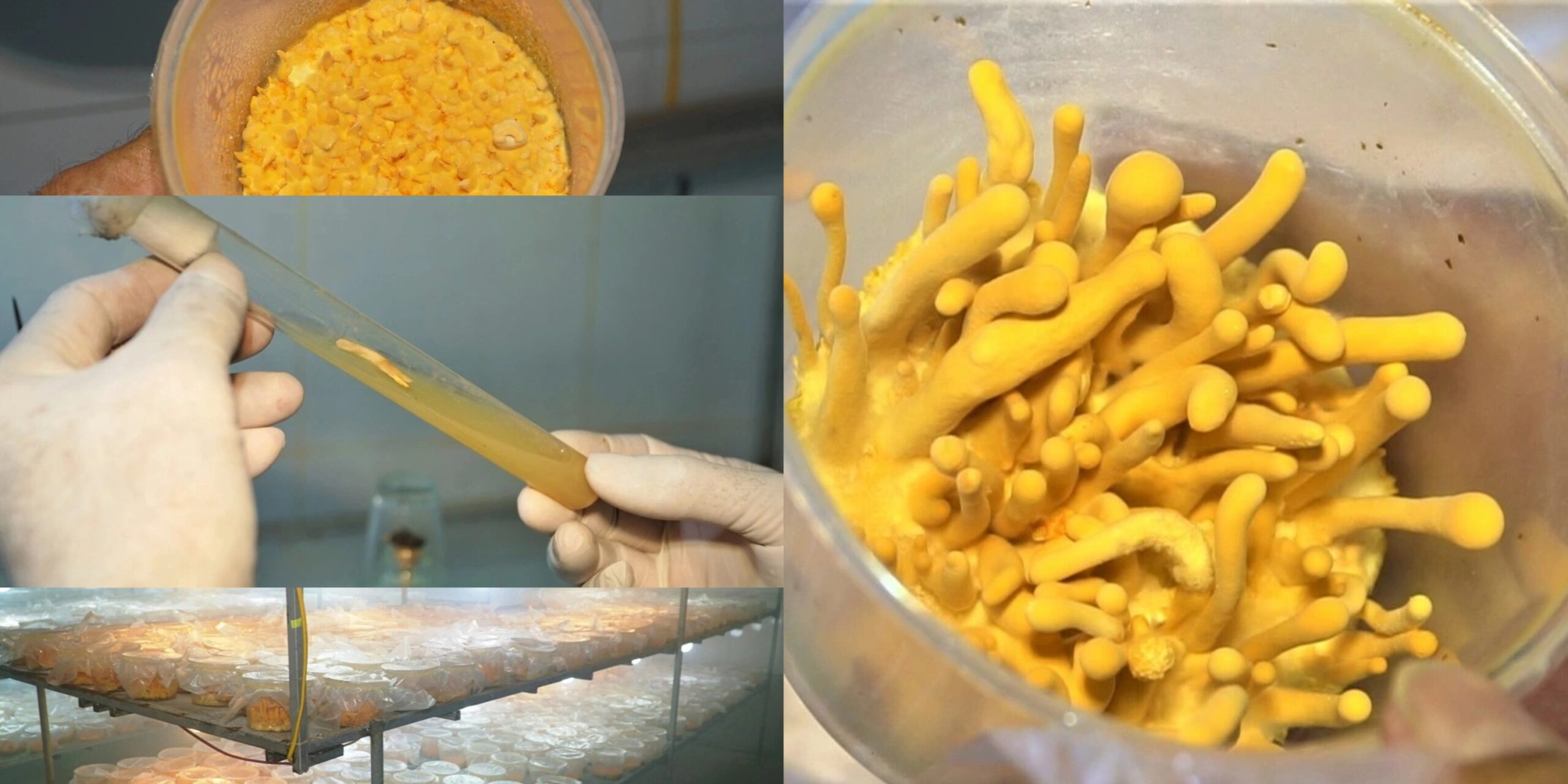 Mô hình nuôi cấy đông trùng hạ thảo trong phòng kín