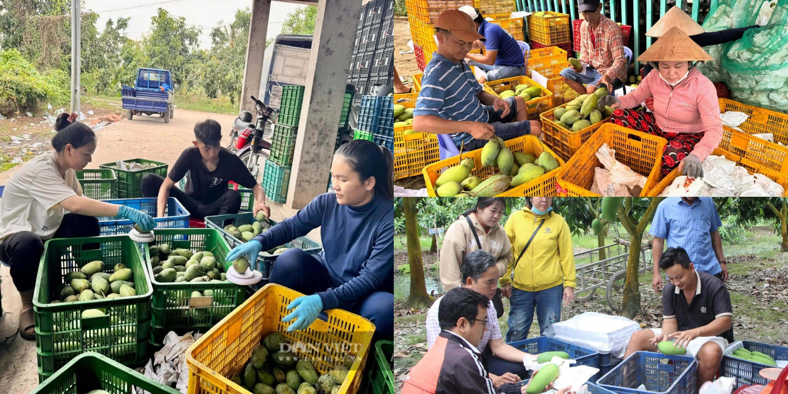 đóng gói xoài hạt lép tại htx gap cù lao giêng