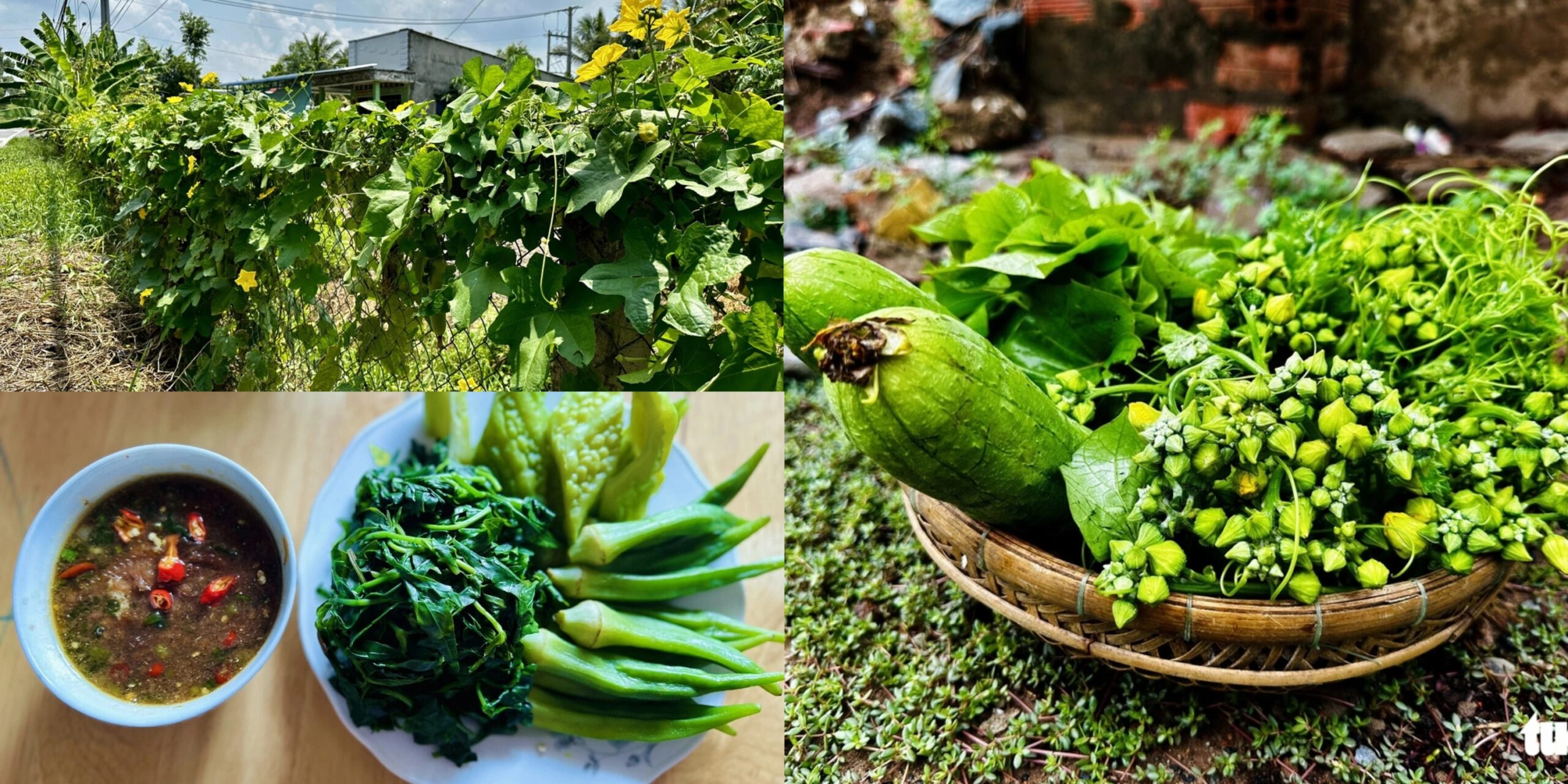 rau đồng miền Tây tự nhiên