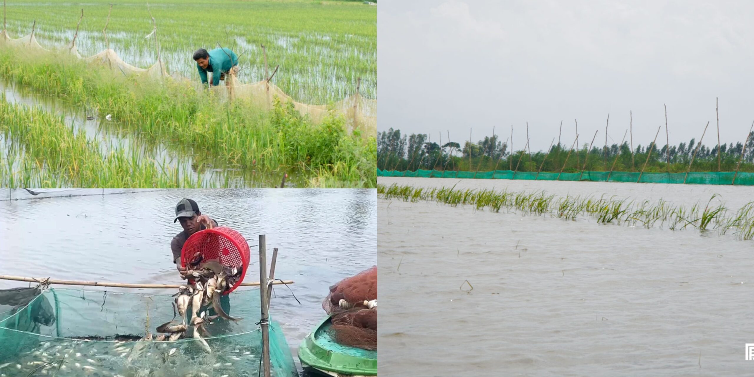 Nuôi trữ cá mùa nước nổi ở Đồng Tháp