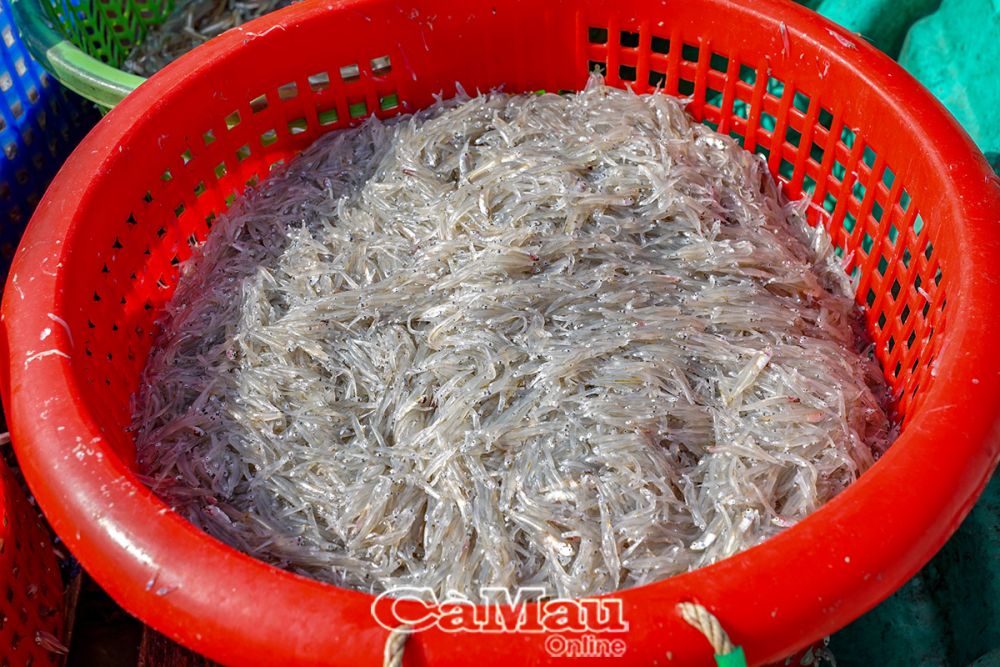 cá cơm tươi ngoài biển