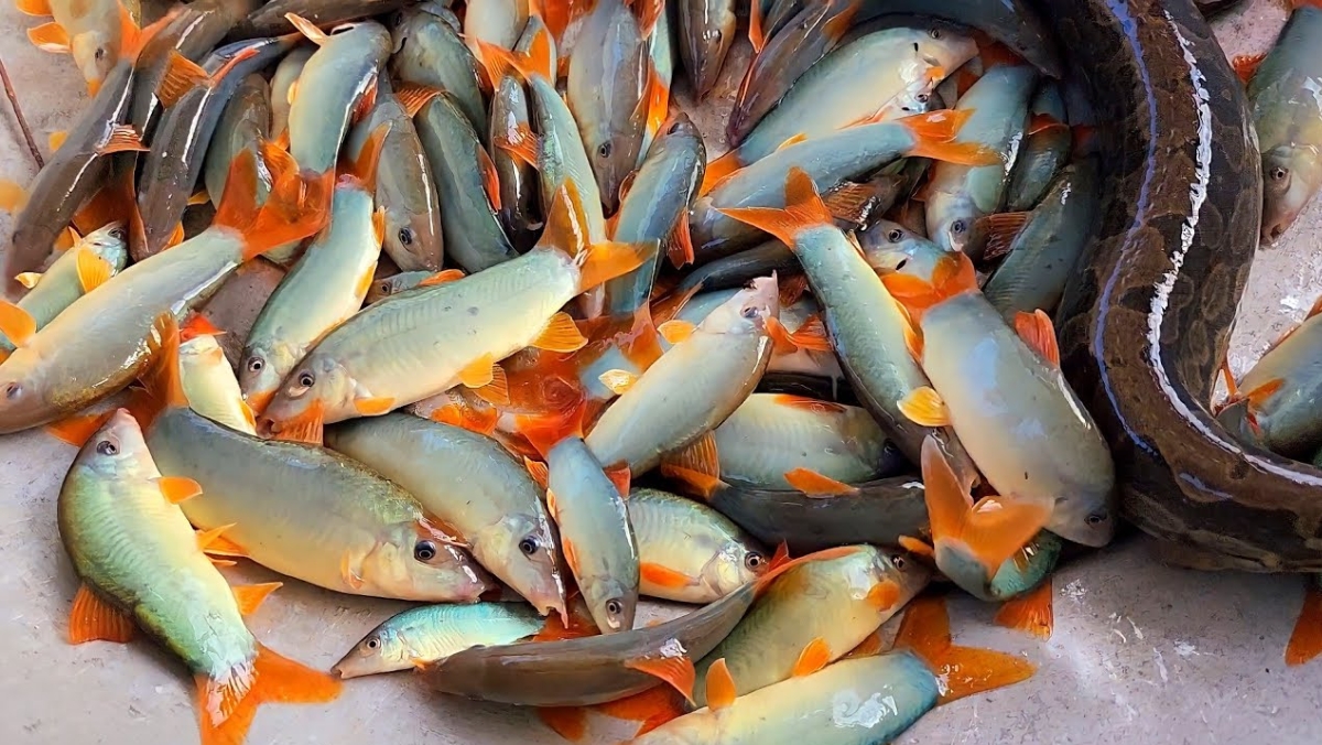 Cá heo miền Tây tươi – đặc sản mùa nước nổi