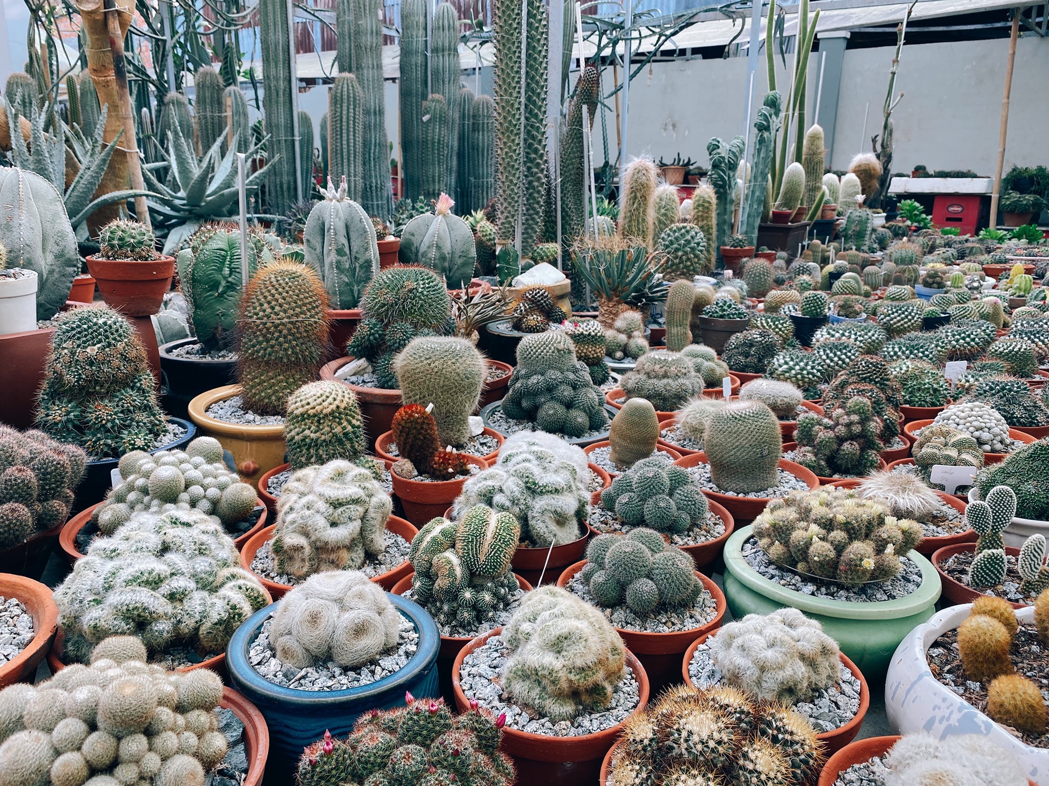 xương rồng ngoại nhập được thuần hóa tại miền Tây