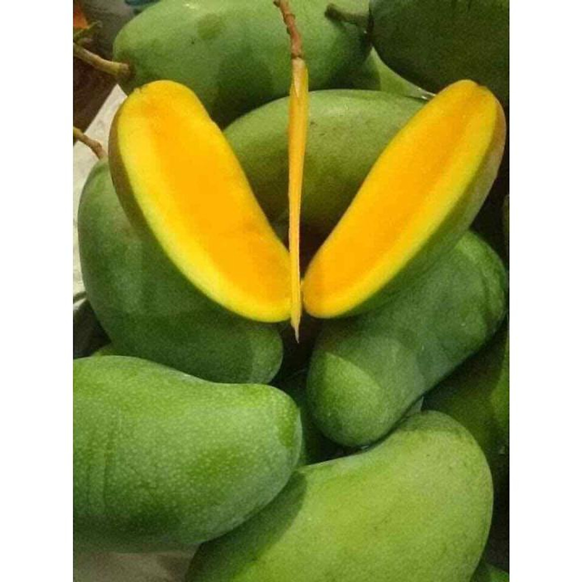 xoài hạt lép cù lao giêng hạt nhỏ thịt dày