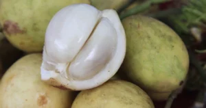 Trái dâu Hạ Châu ruột trắng ngà đặc sản Phong Điền