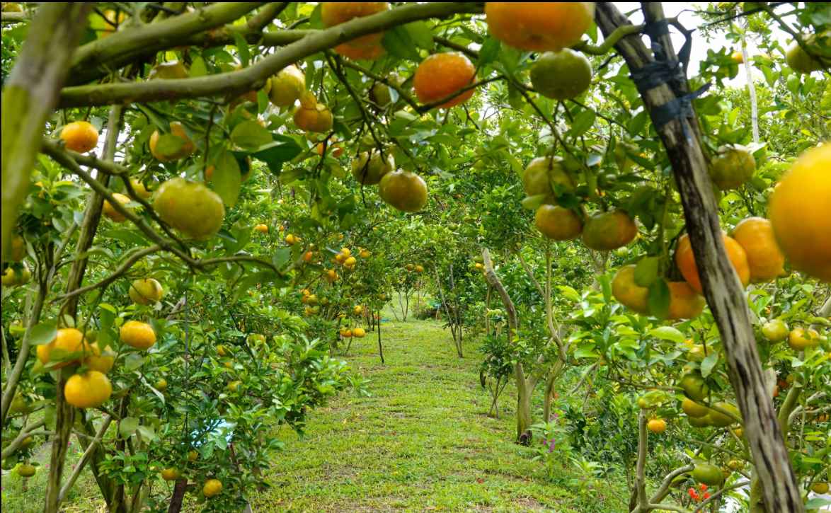 Vườn quýt hồng Đồng Tháp chín vàng rực rỡ dịp Tết