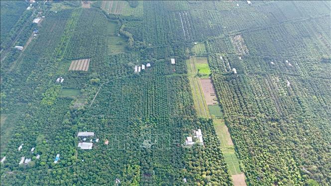 vườn xoài hạt lép cù lao giêng an giang