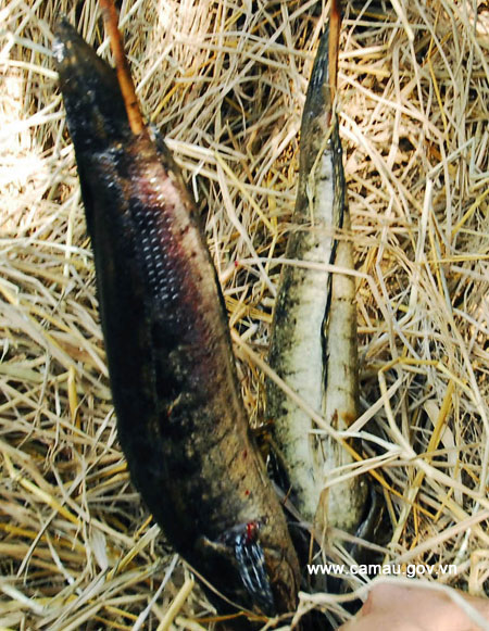 cá dầy nướng trui cá dầy kho tiêu