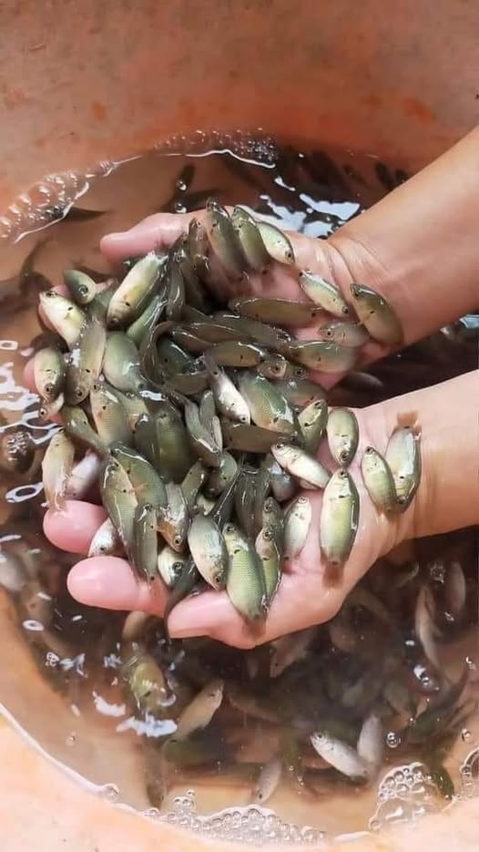 cá rô ron tươi mùa nước nổi miền Tây