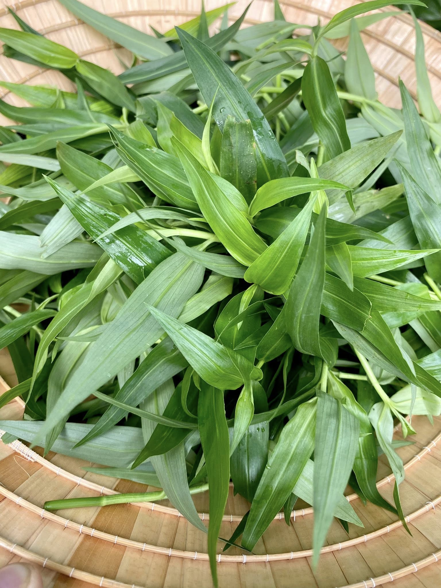 tác dụng của rau trai đối với sức khỏe