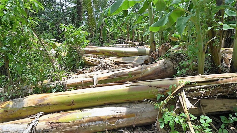 thân chuối sau thu hoạch ở U Minh Thượng Kiên Giang