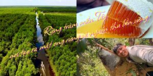 lam giau tu rung tram mien tay voi mat ong rung