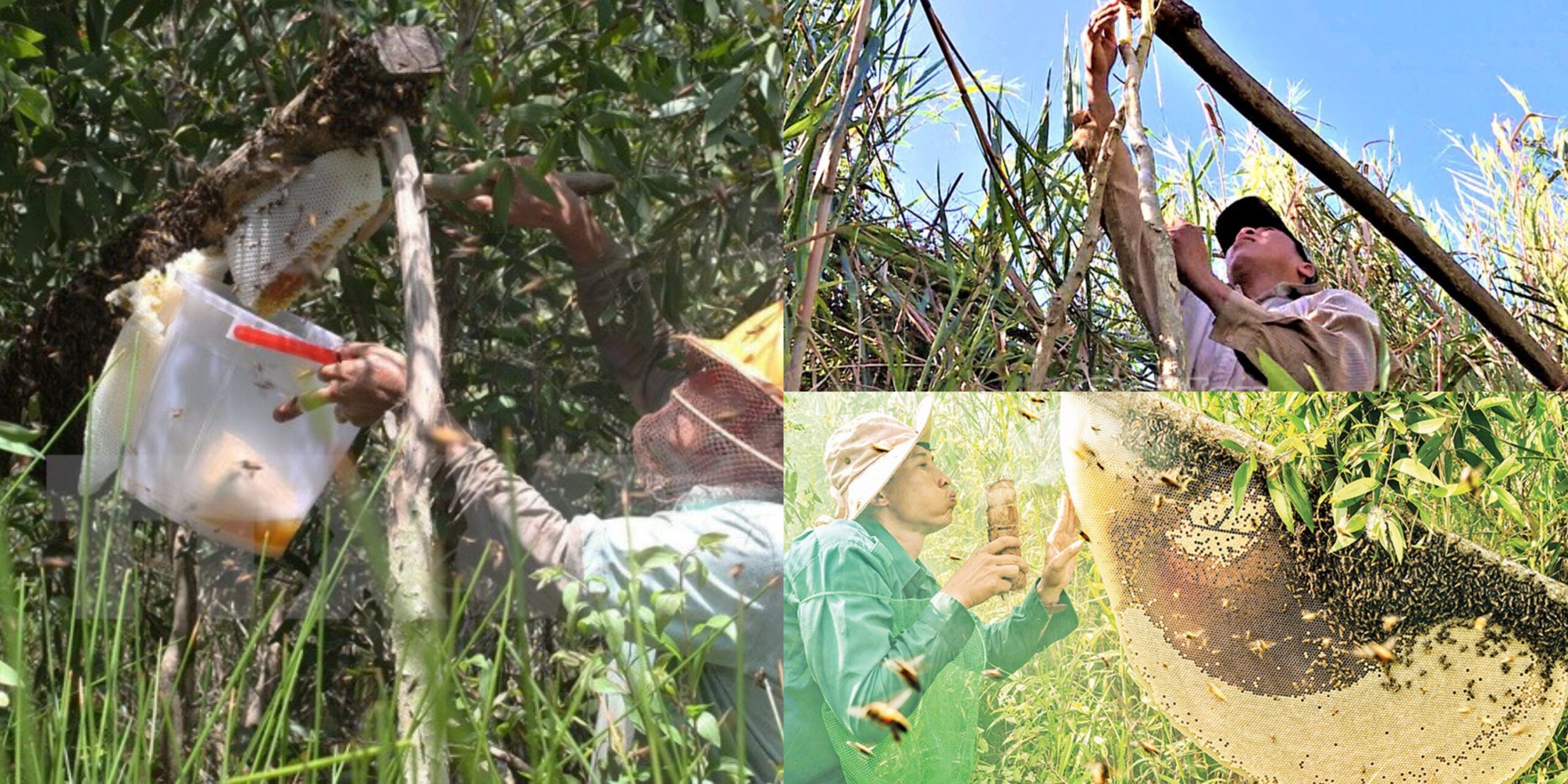 nghe gac keo ong rung o mien tay