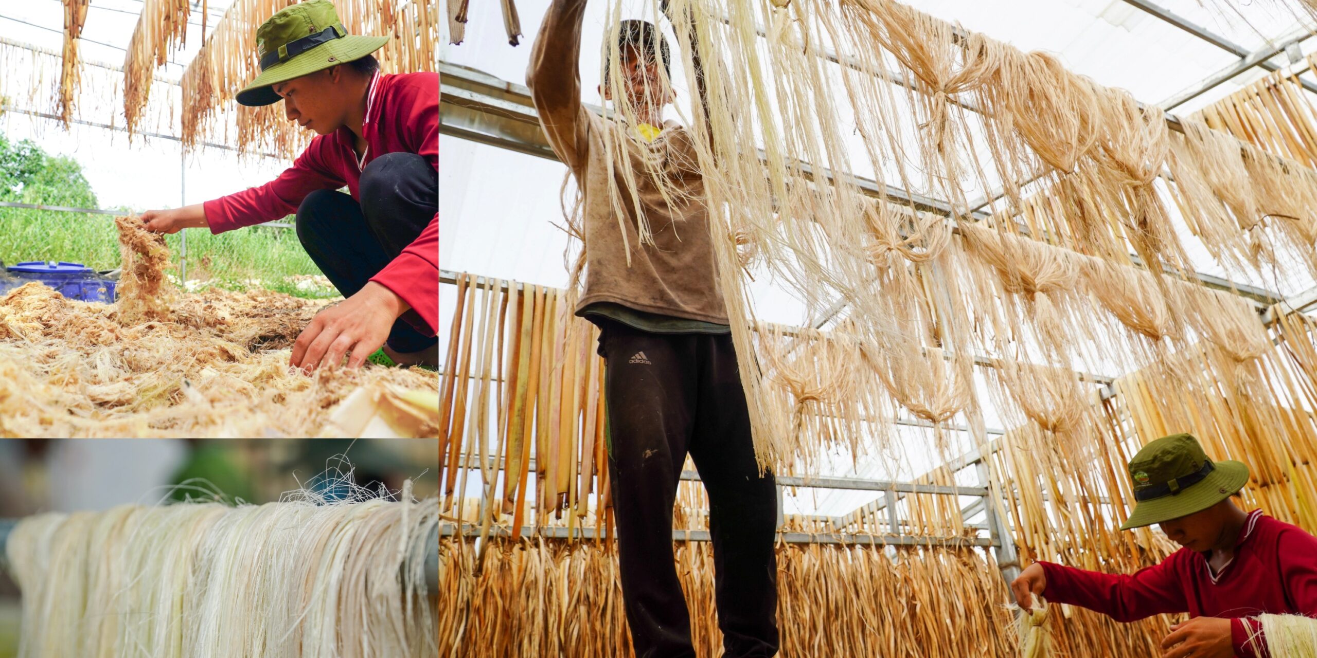 kinh tế tuần hoàn từ thân chuối