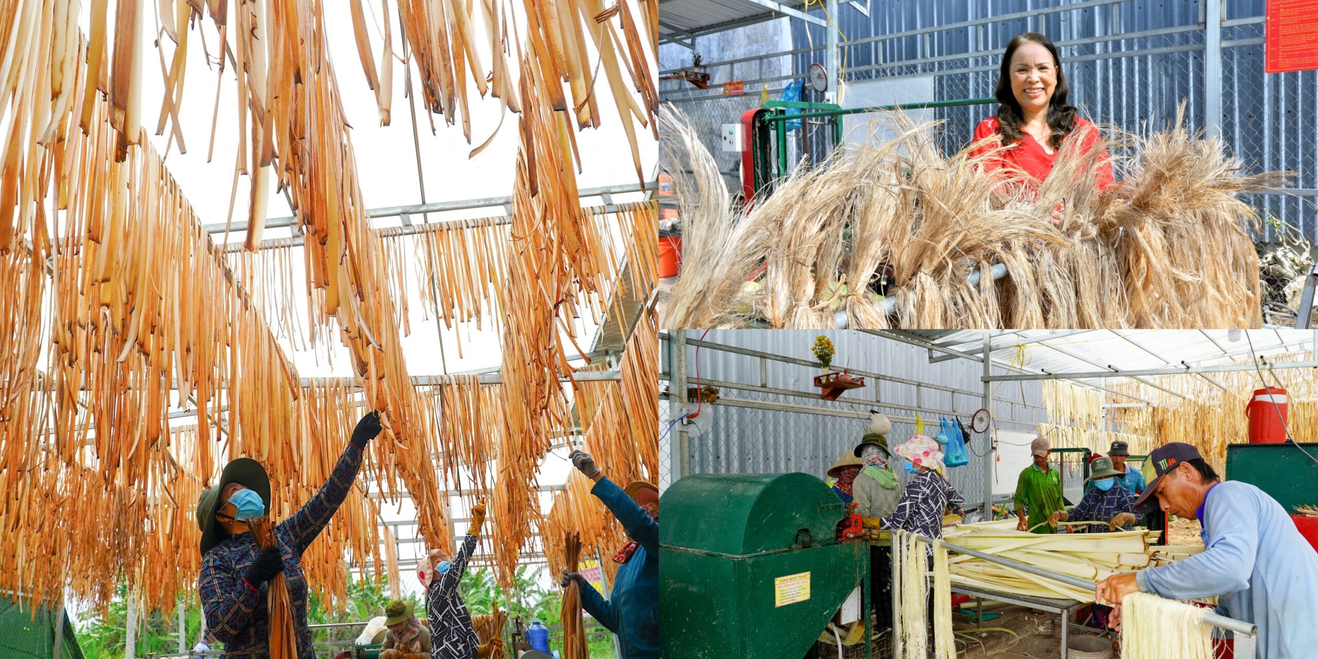 phụ nữ U Minh Thượng làm tơ chuối