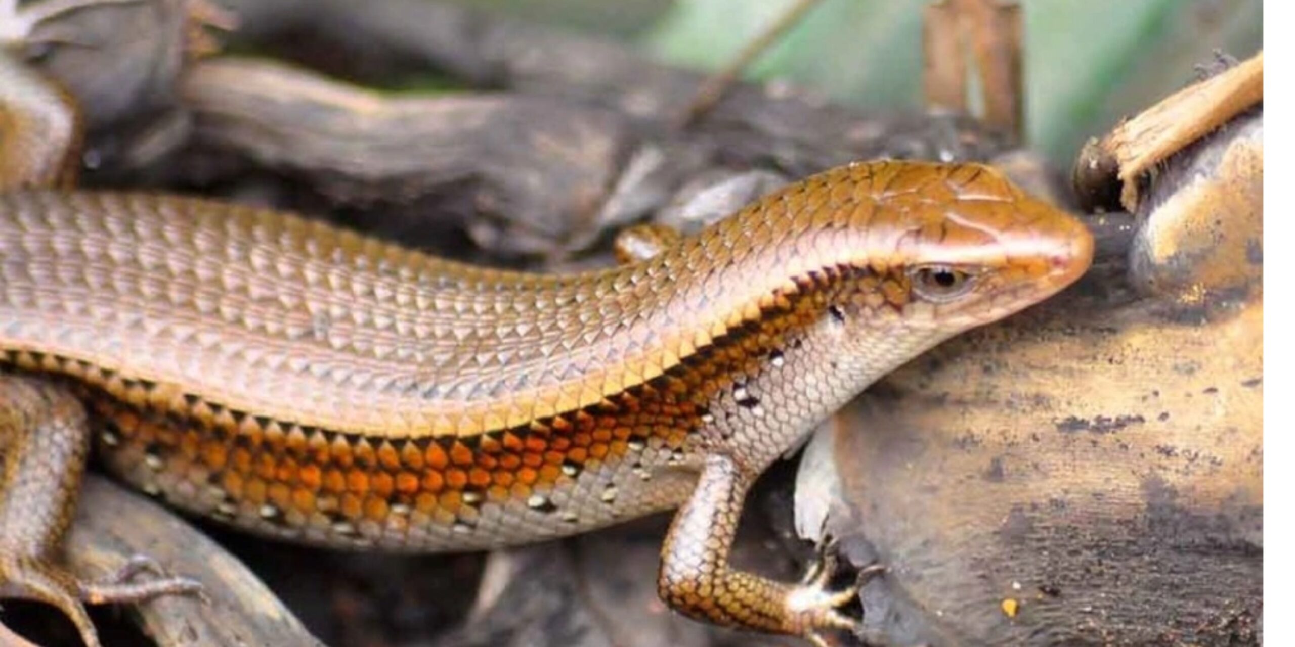 rắn mối miền Tây bò trên bờ ruộng