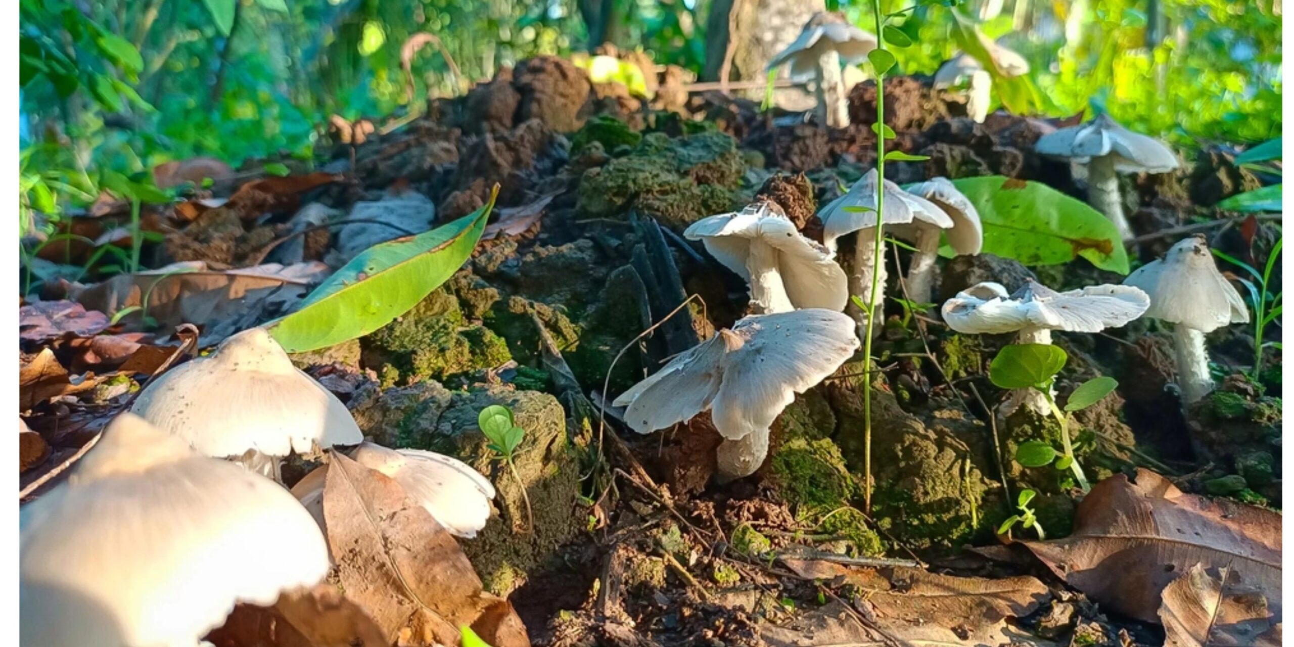 nam-moi-mien-tay-moc-tu-nhien