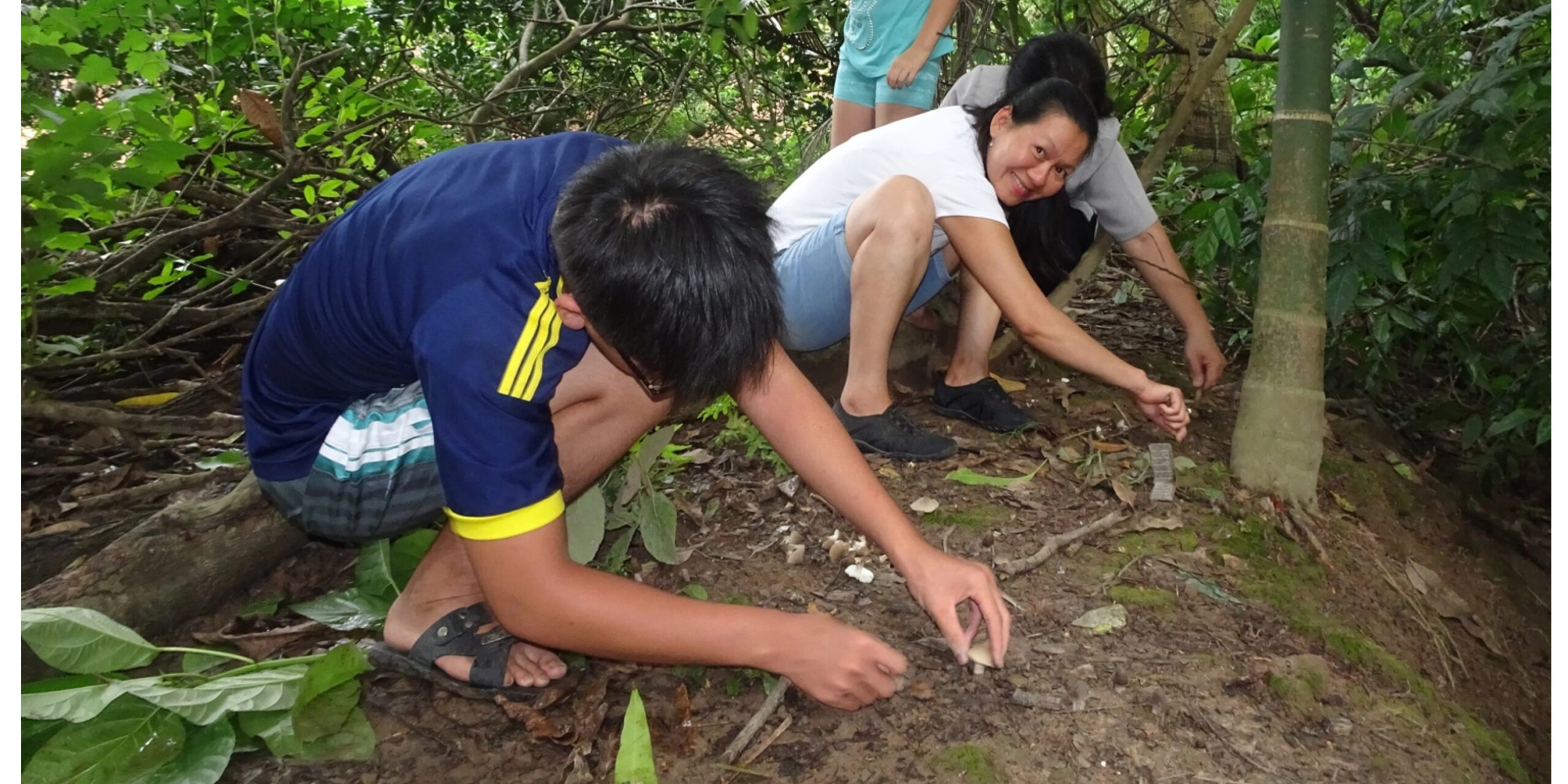 vườn miền Tây nơi nấm mối sinh trưởng tự nhiên