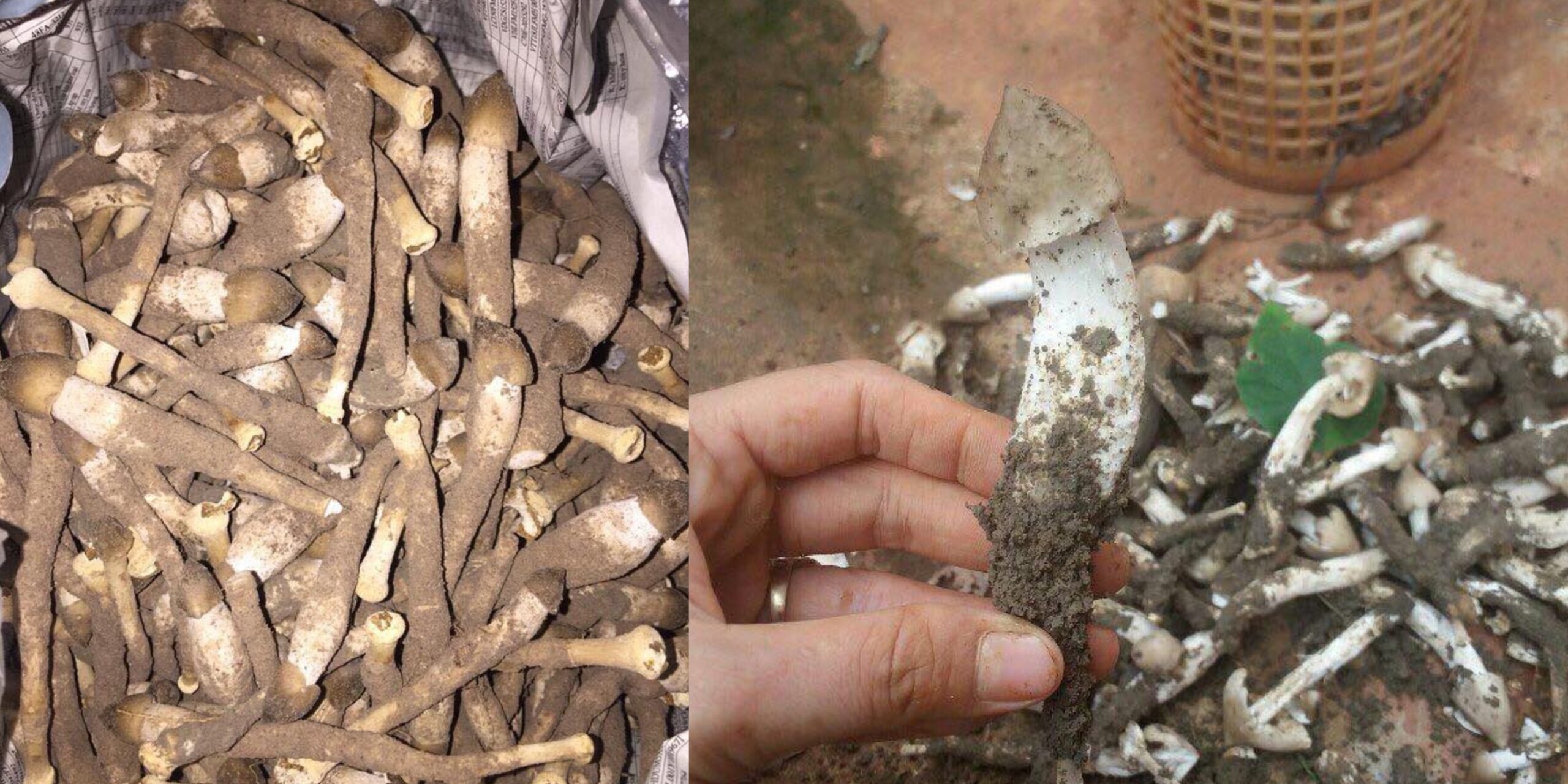 nấm mối búp non đặc sản miền Tây