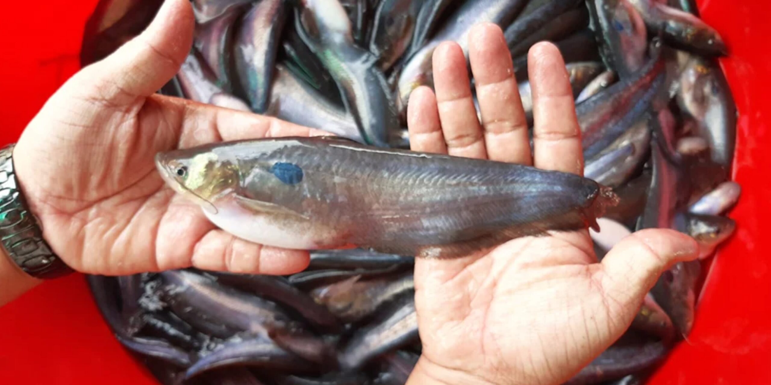 hình dáng cá trèn bầu