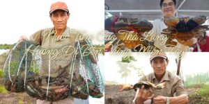 nuôi tôm cua thả lang miền tây bền vững