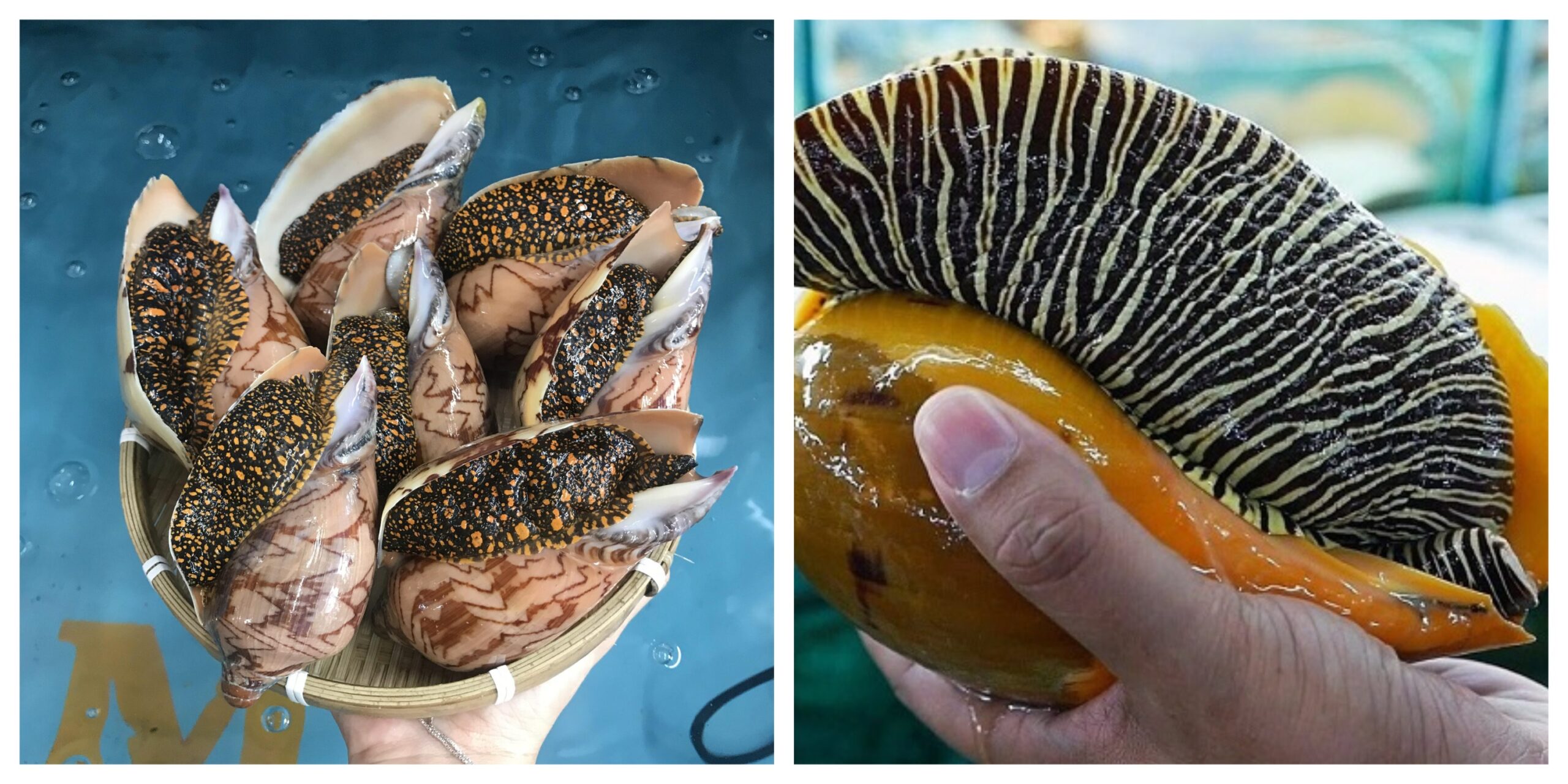 ốc giác miền Tây kích thước lớn vỏ dày hiếm gặp