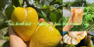 trái bình bát miền Tây – quả dại gắn liền ký ức tuổi thơ