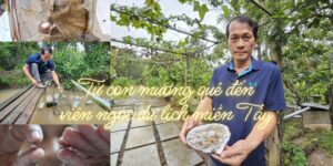 nuôi trai nước ngọt lấy ngọc kết hợp du lịch cộng đồng Thới Sơn