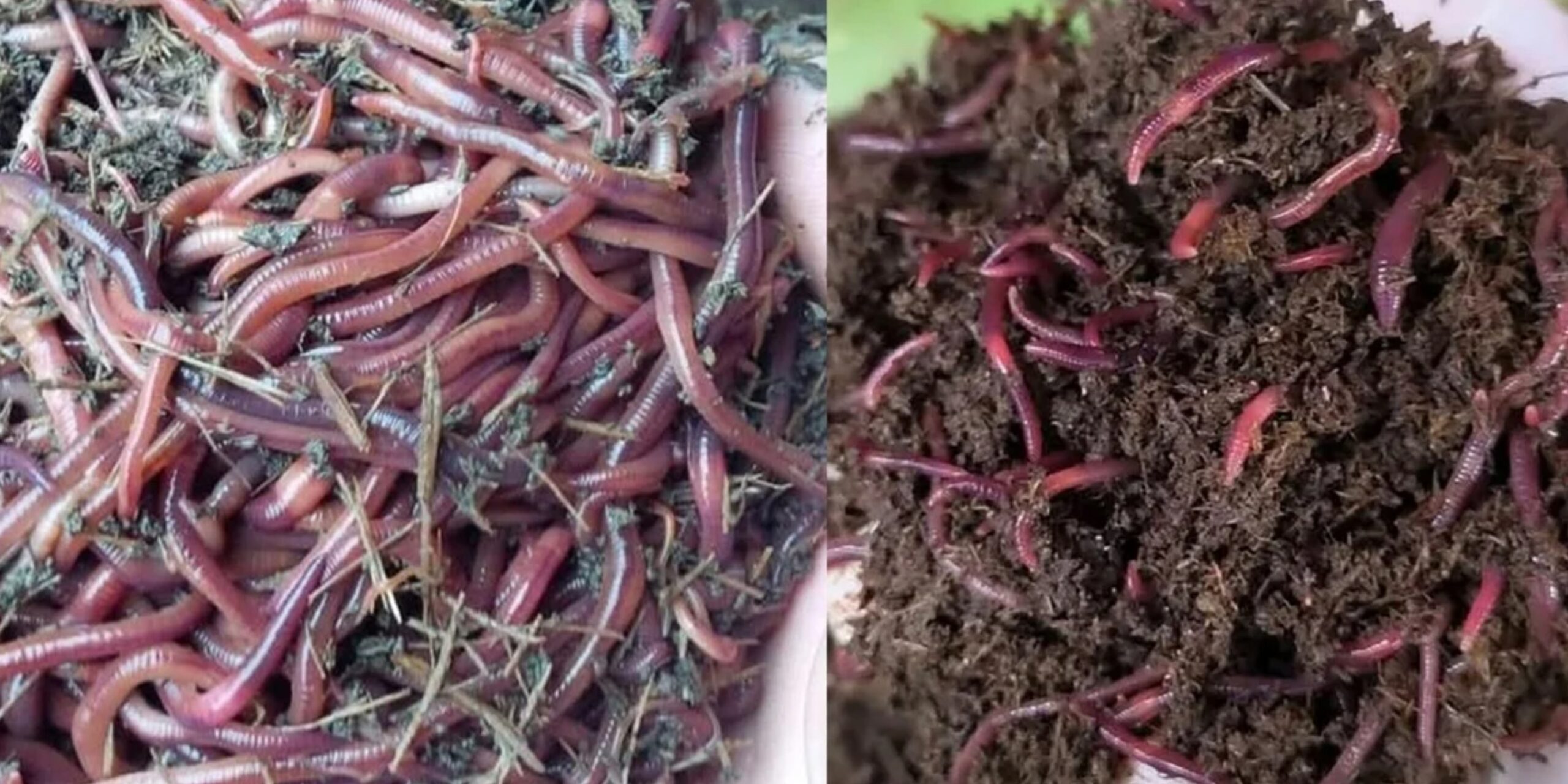 Trùn quế và phân trùn quế hữu cơ