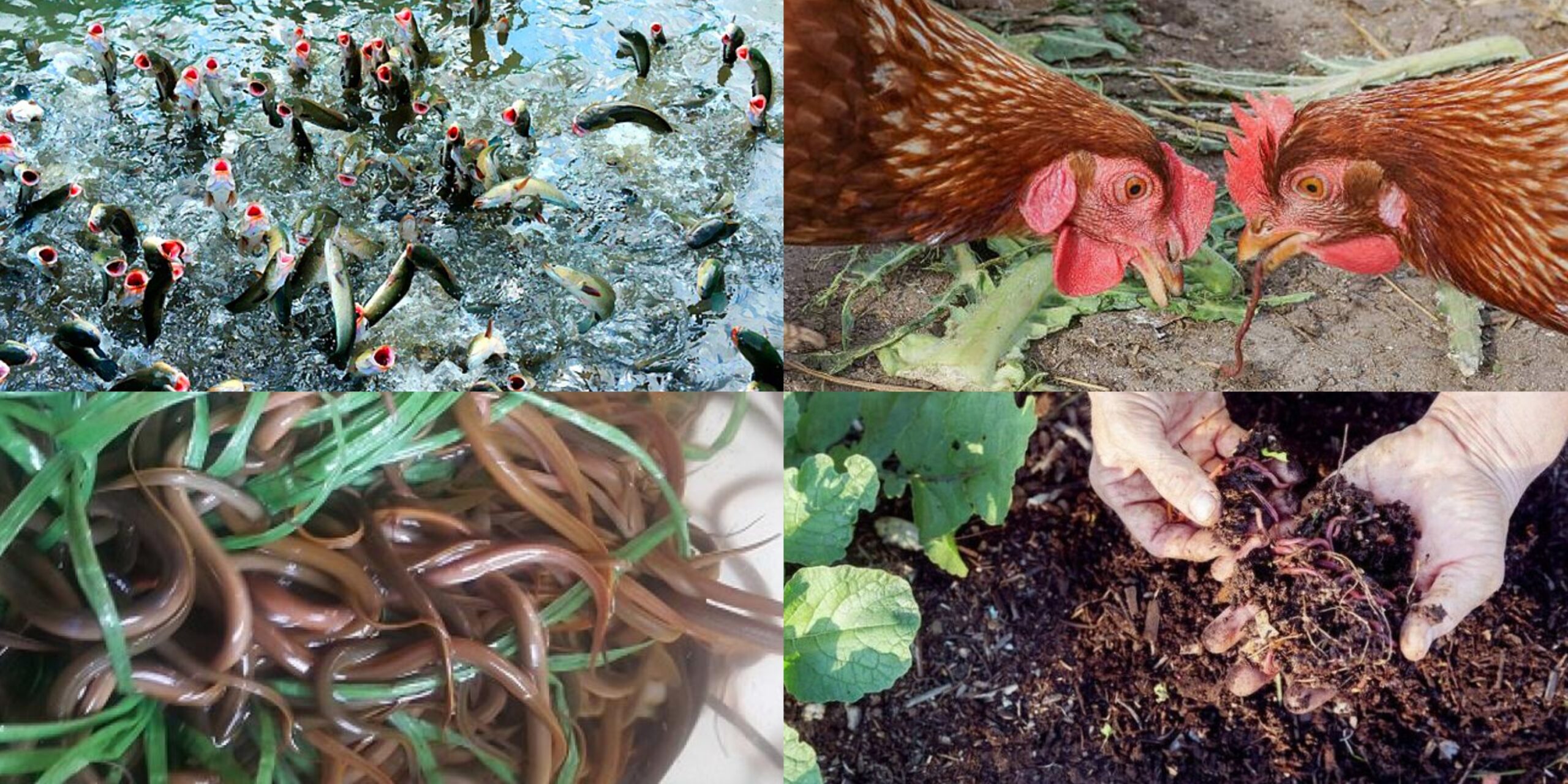 Phân trùn quế bón cây ăn trái miền Tây