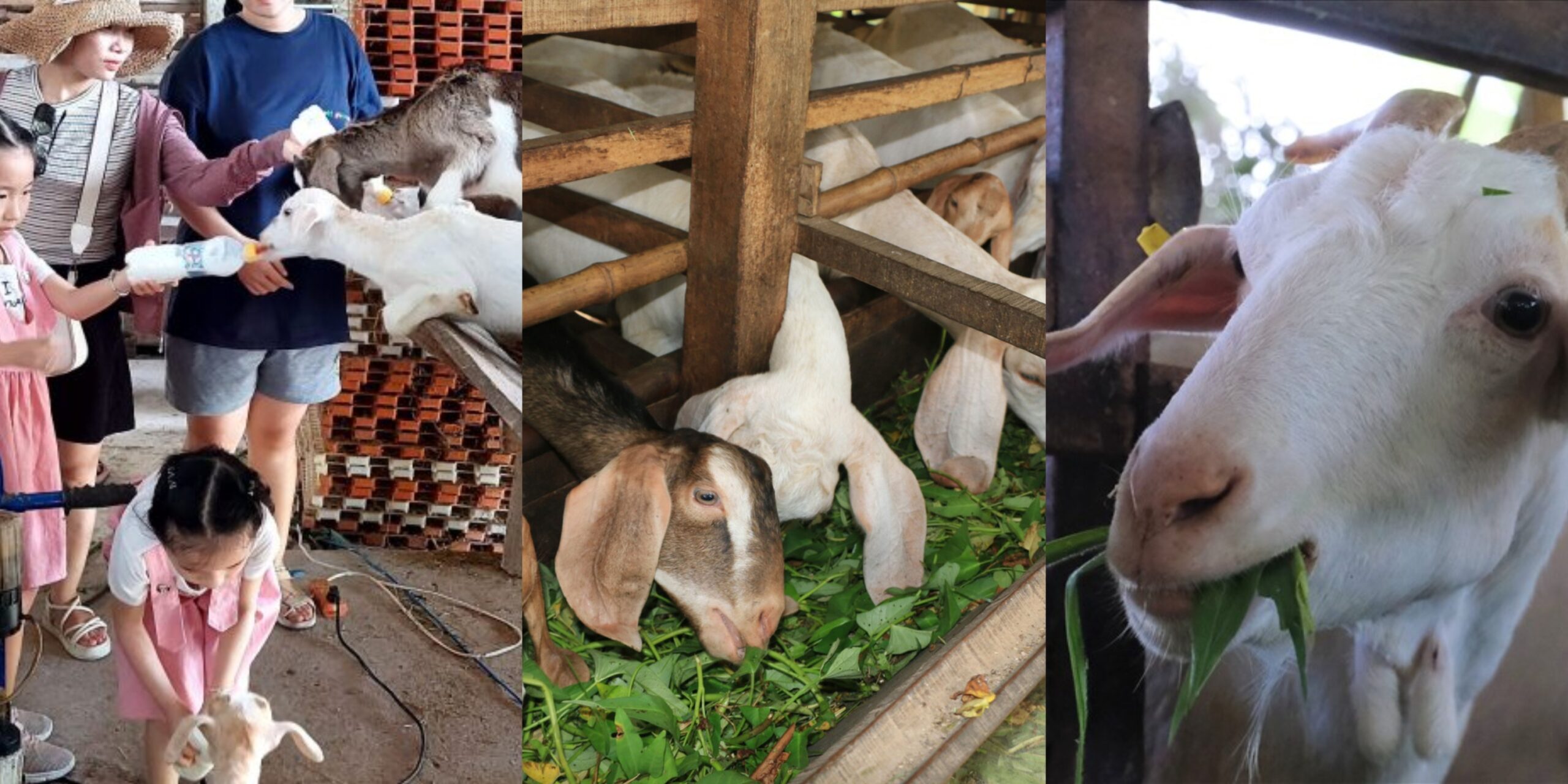 nuôi dê tự nhiên ở miền Tây