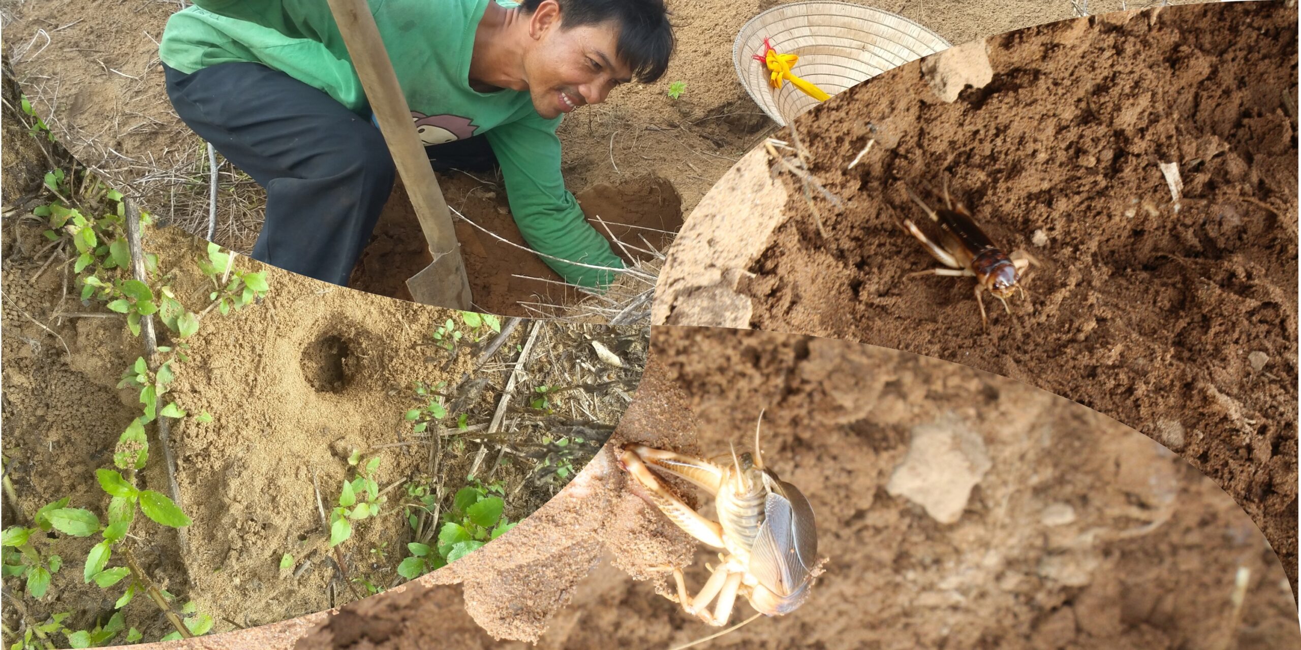 săn dế cơm miền Tây