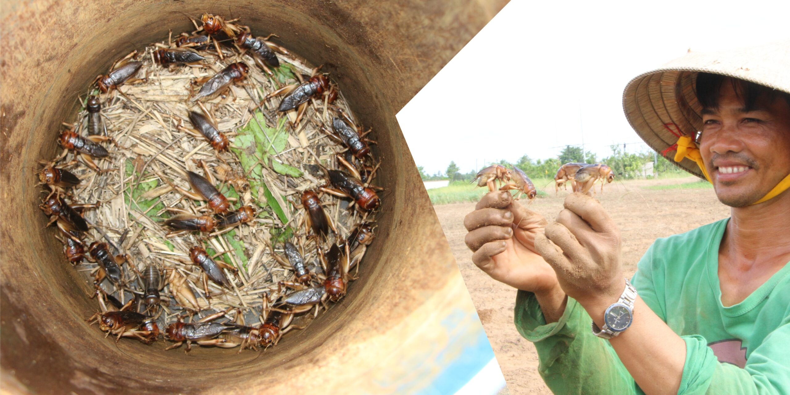 dế cơm đặc sản miền Tây
